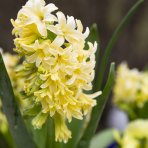 Hyacint (Hyacinthus orientalis) ´YELLOWSTONE´ - 1 cibuľka v kvetináči, kont. C2L (žltý)